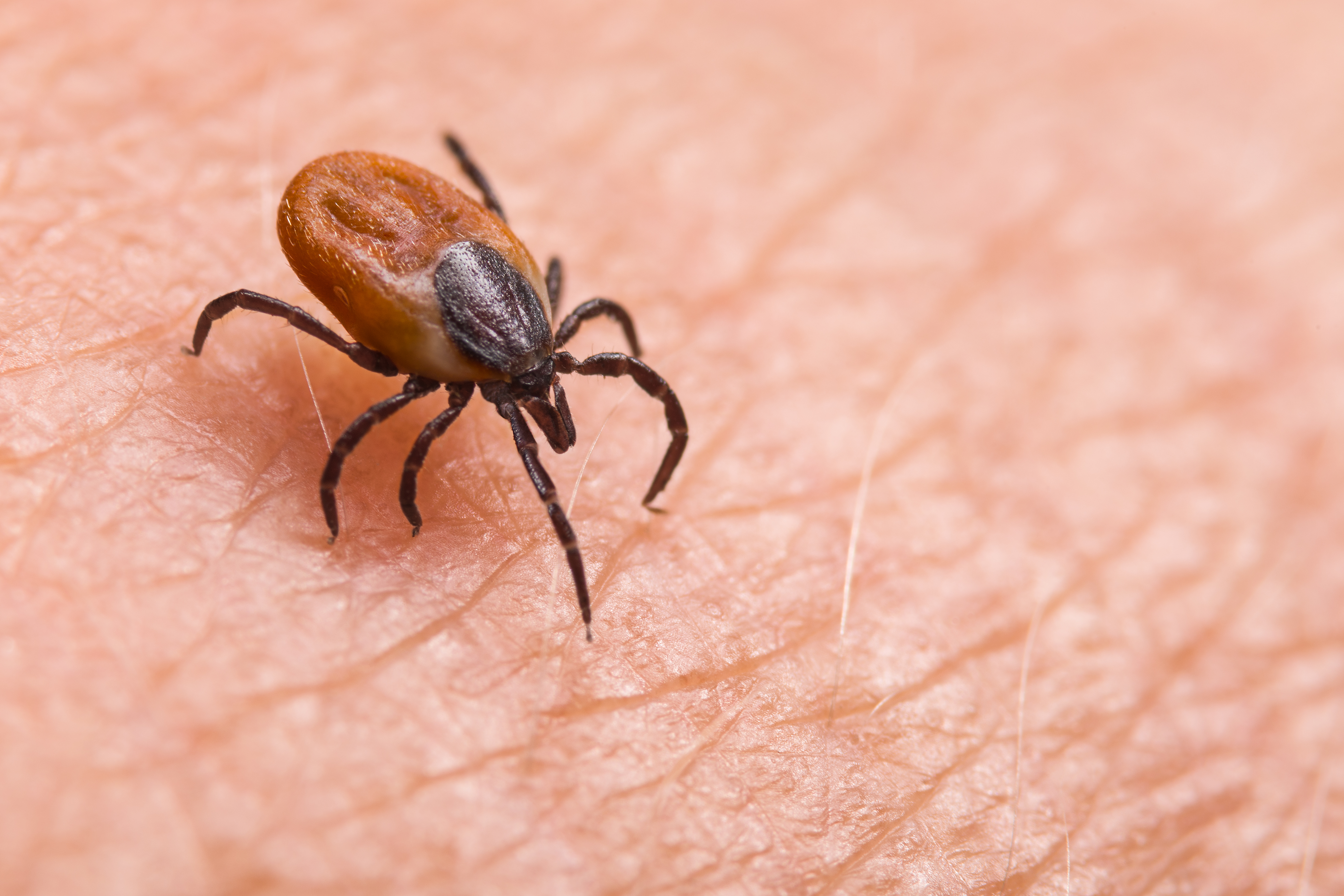 Photo of a tick on a human arm.