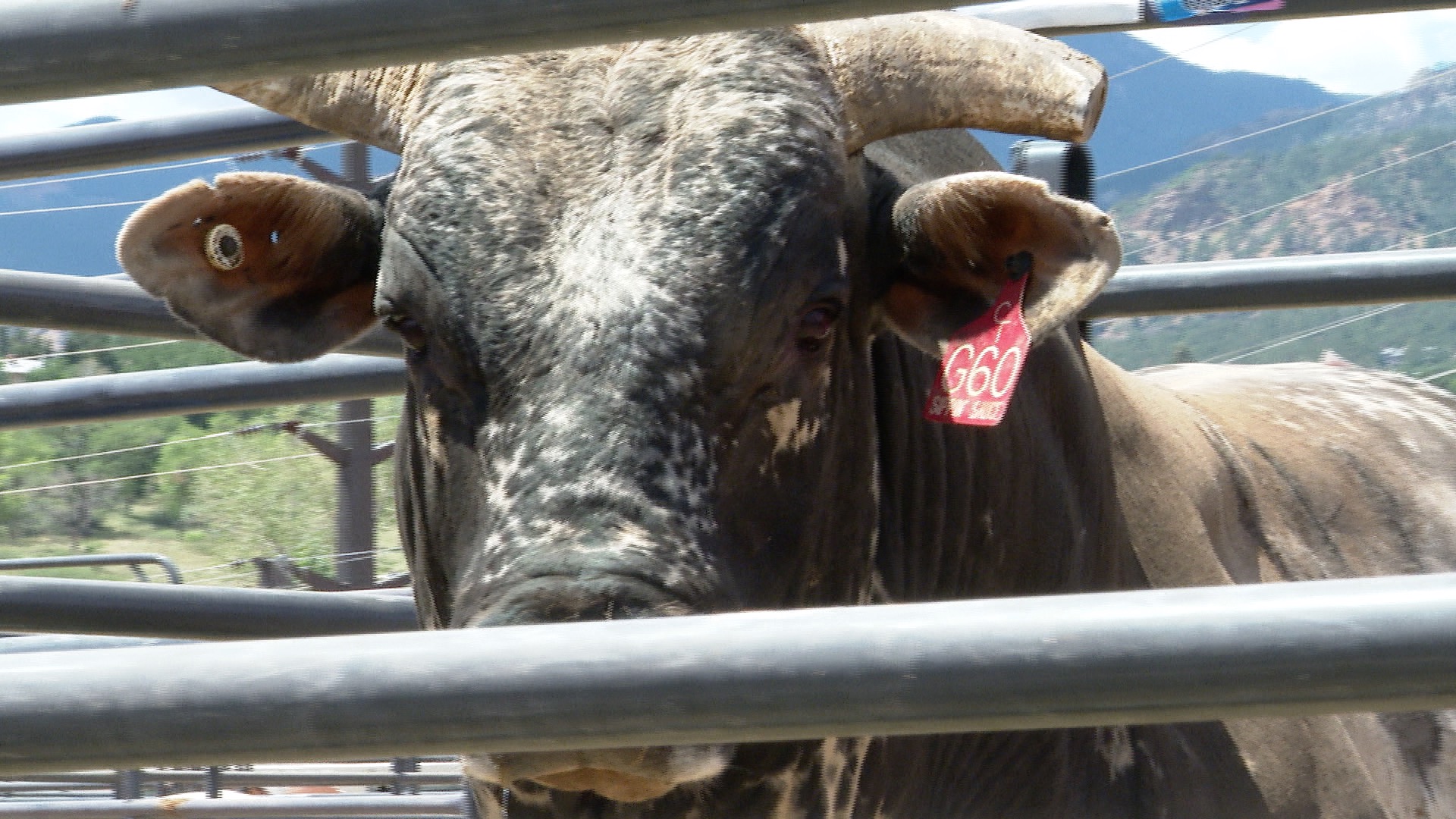 Animal welfare at the Pikes Peak or Bust Rodeo