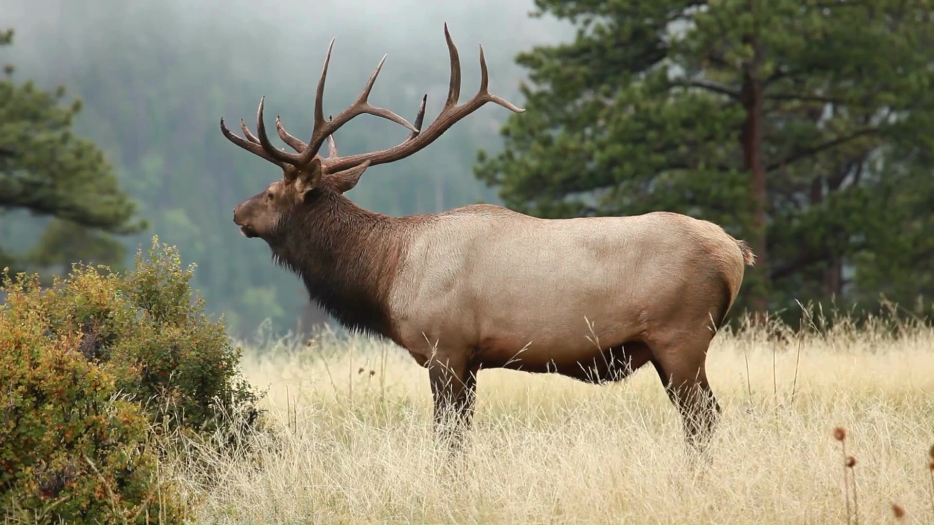 Elk in Montana