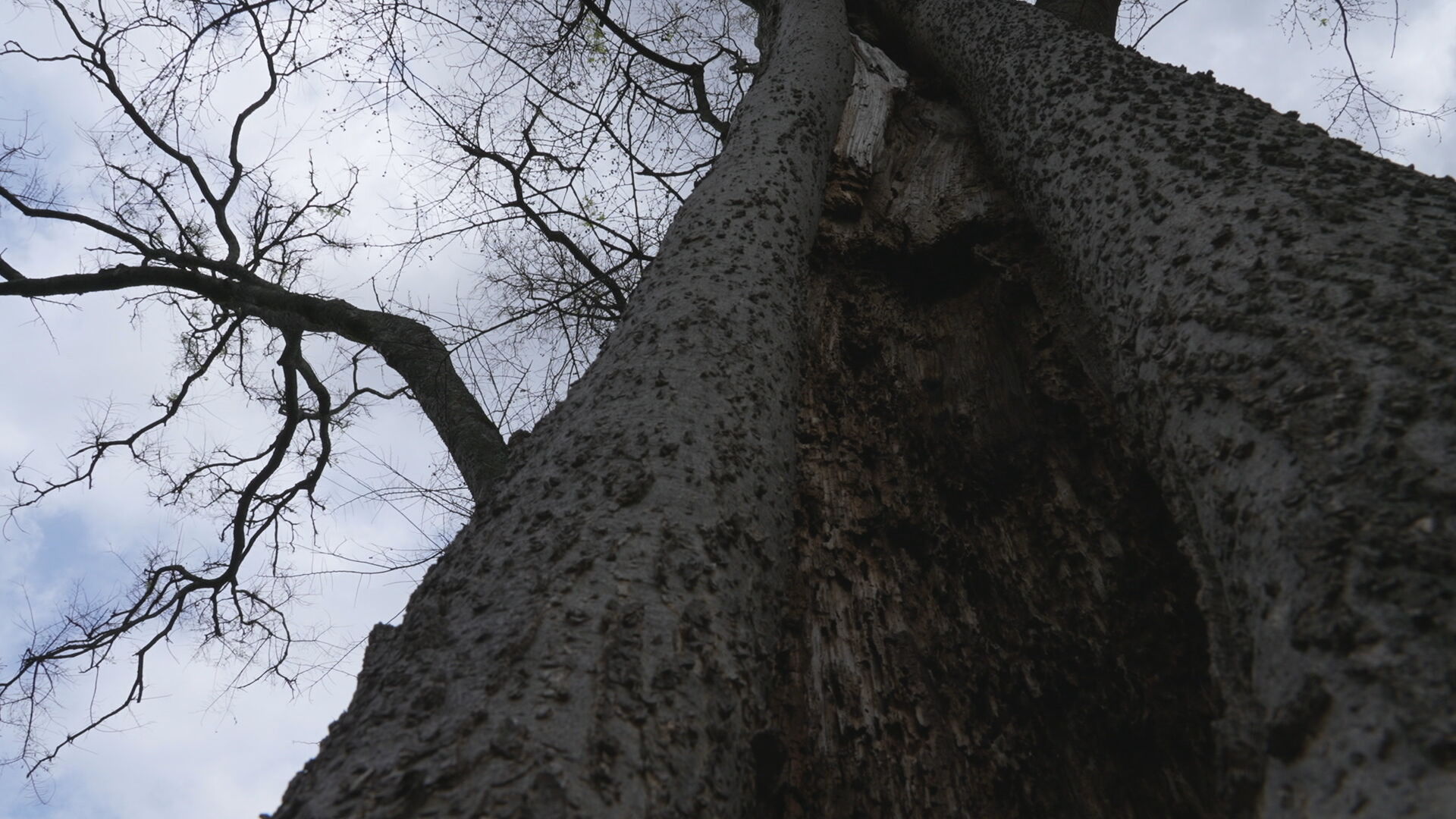 Arborist on soggy trees KR PKG_frame_1889.jpeg