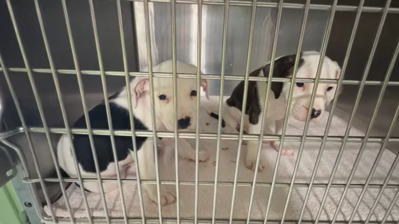 Tampa animal rescue over capacity, urgently seeking fosters