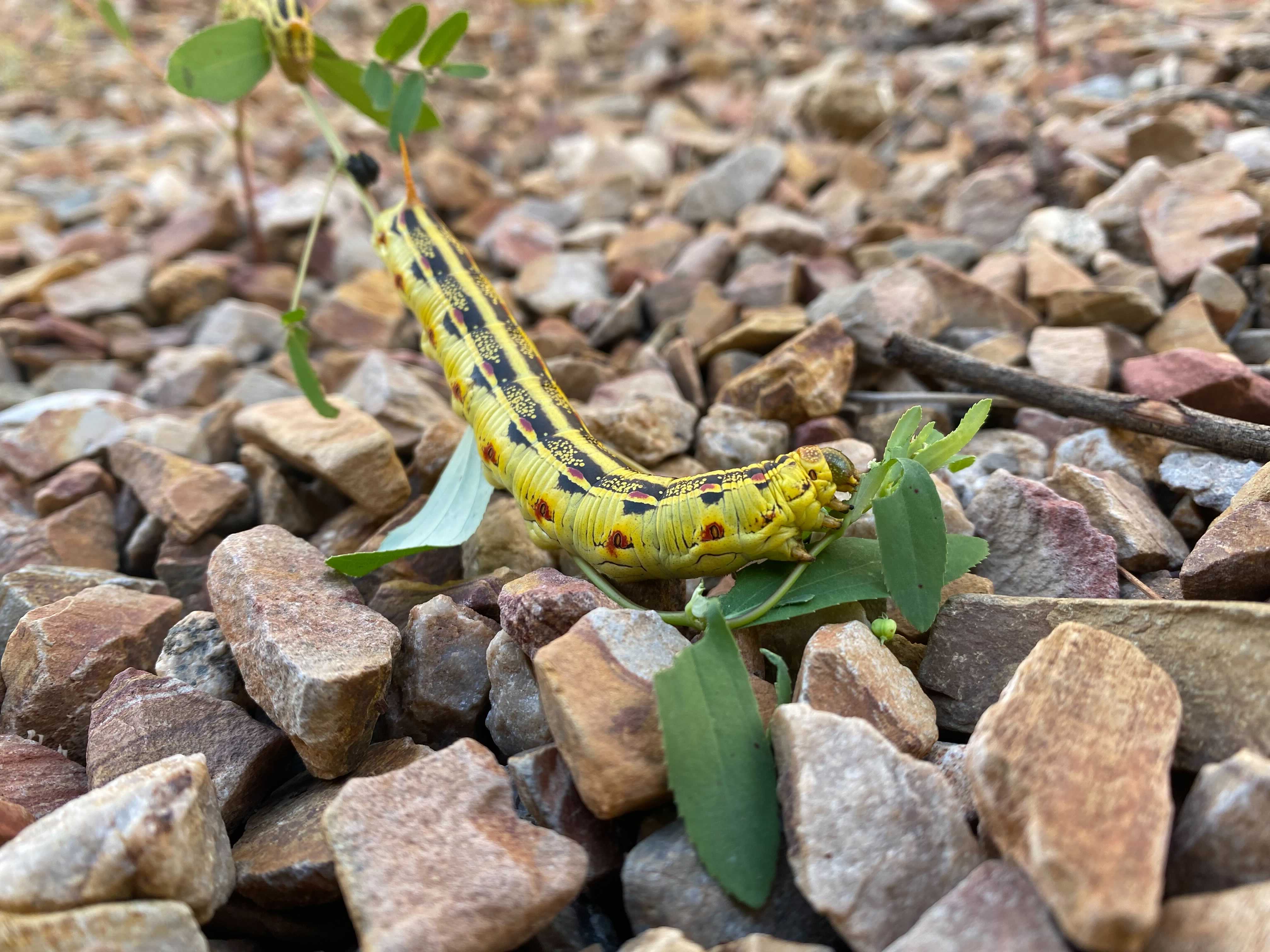 A University of Arizona expert says these are the immature stage of the White-Lined Sphinx Moth, and they're feasting on all the weeds growing after a wet monsoon in Arizona.