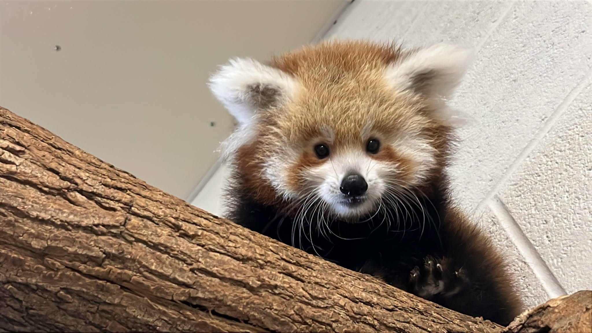Female red panda Keahi and male Rocket's single female cub born in June 2026. Photo shows the cub on a perching element.
