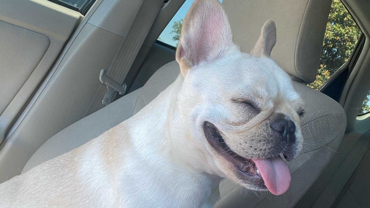 French Bulldog.png