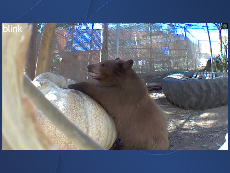 sdhs_ramona_wildlife_center_giant_pumpkin_110623.jpg
