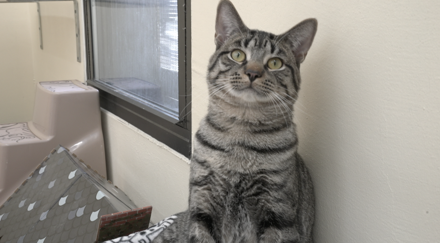 Jackson County Animal Shelter