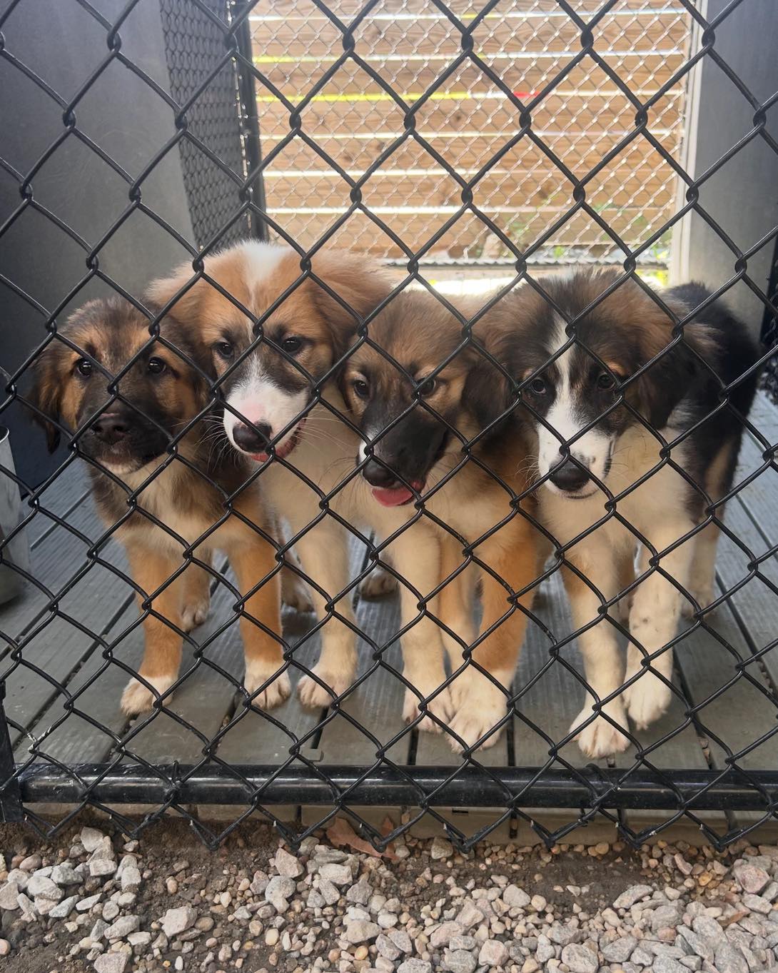 NF SPCA 10.jpg
