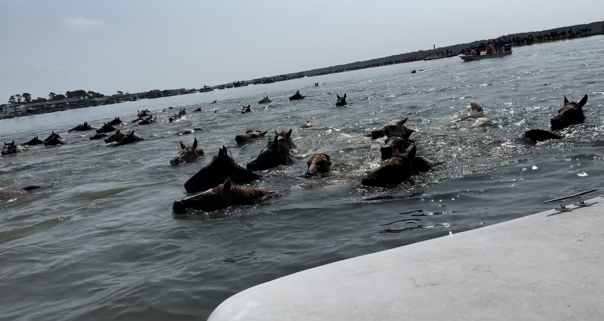 Chincoteague Pony Swim