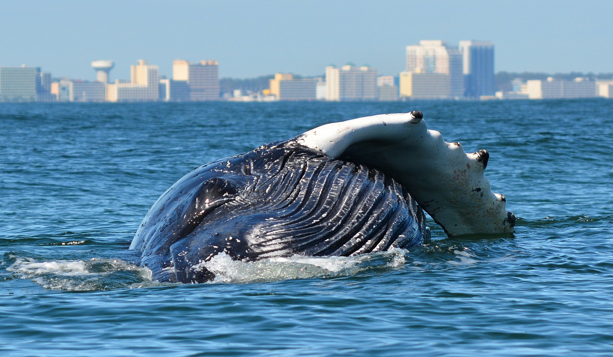 whale2.jpg
