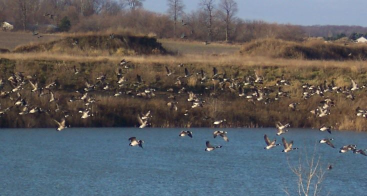 Geese at Motz Pic.png