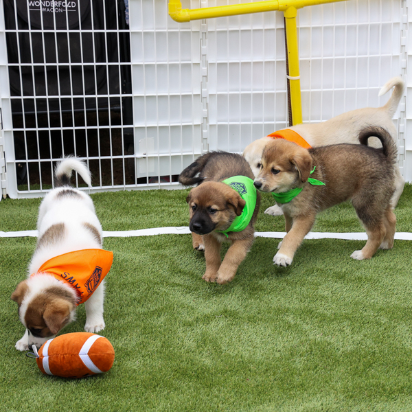 music_city_puppy_bowl_-_2024_-_dawn53525808199_e1cb04bf9a_o.jpg
