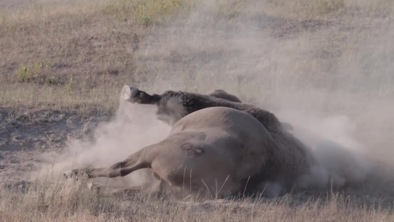 bison dust