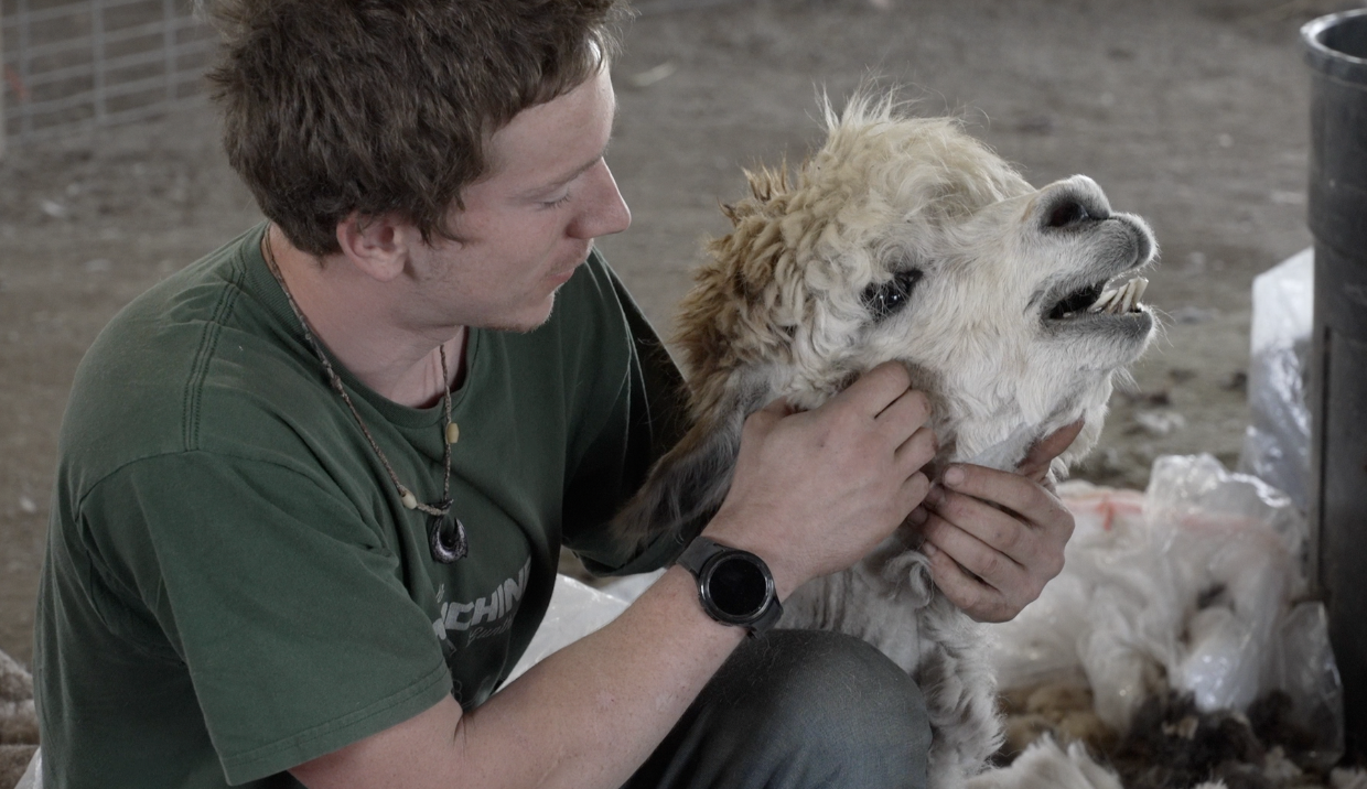 Alpaca Shearing
