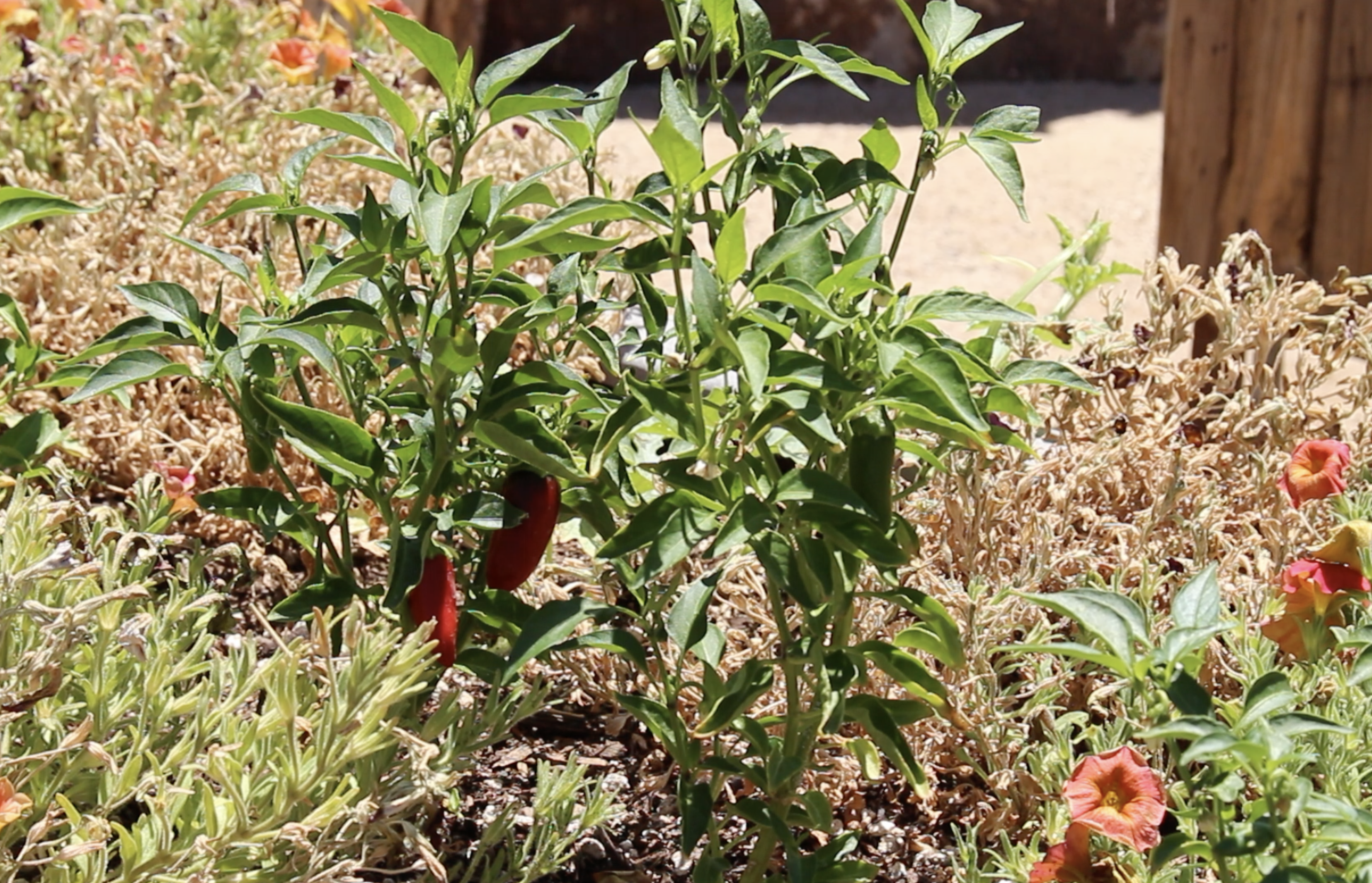 Gardening in the Valley: Guide to gardening year-round, even in extreme heat