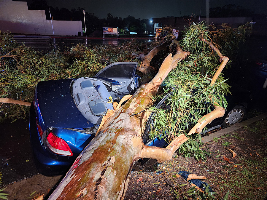scripps_ranch_tree_car1_010322.jpg