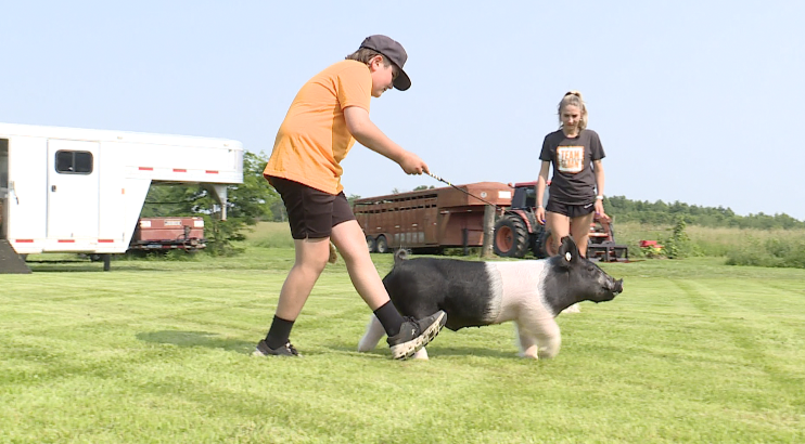 4-H Showing - 