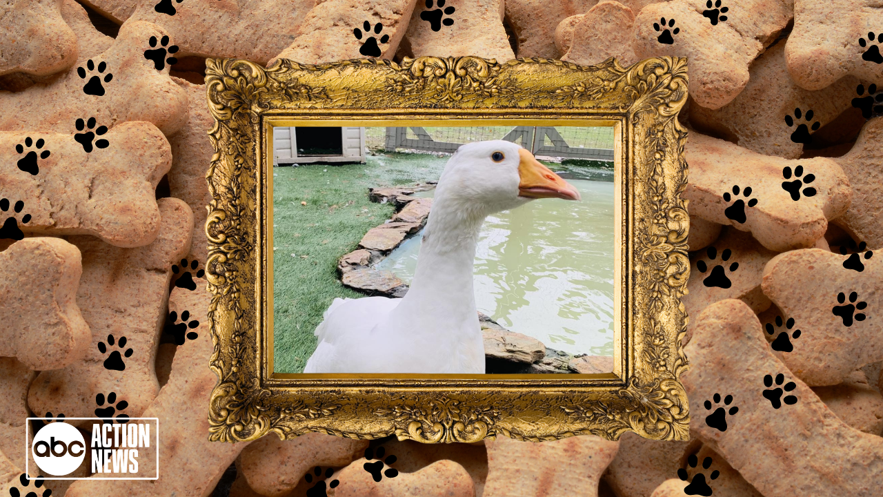 Rescues in Action: Sunshine, Dukes and Lucy