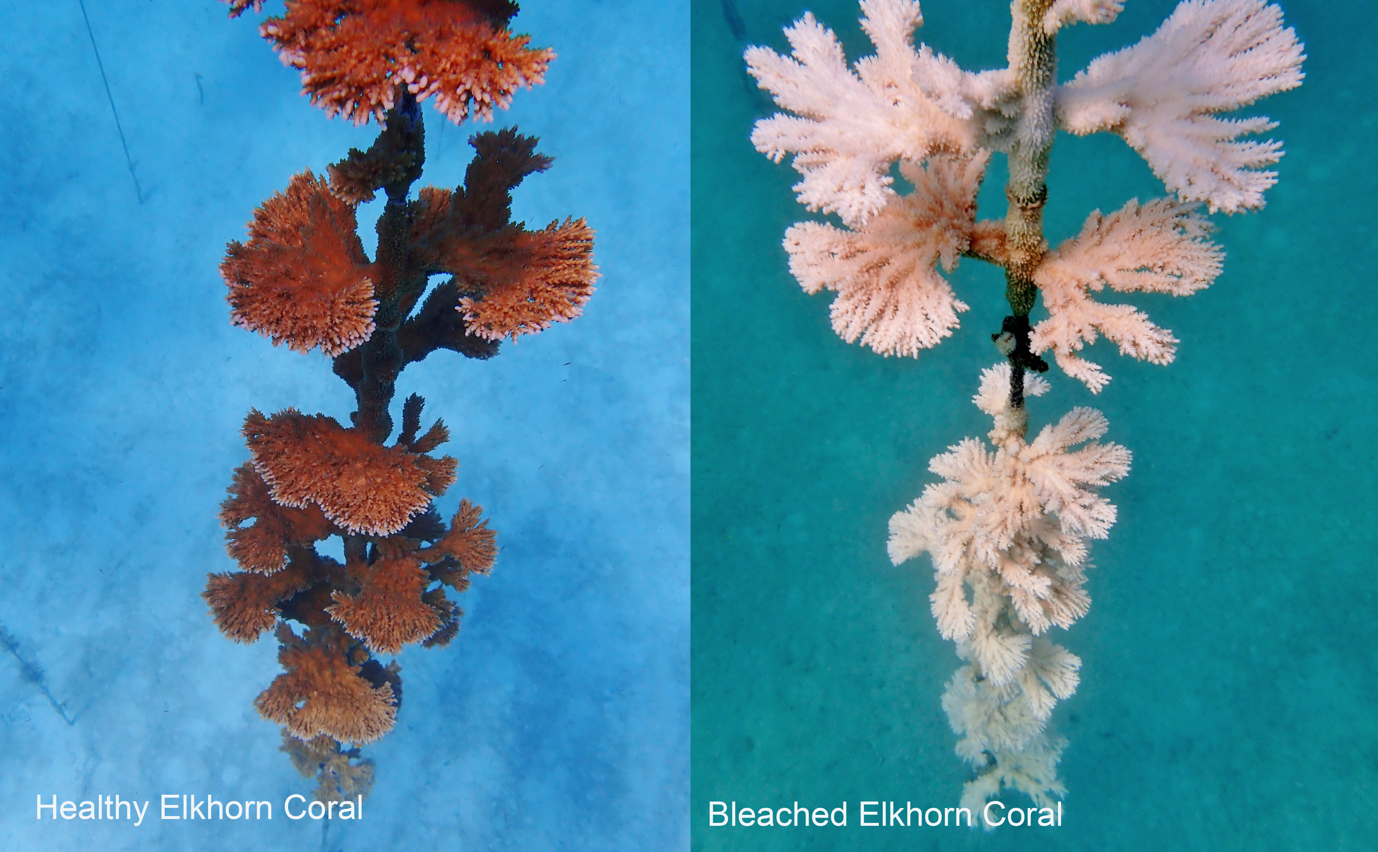 Coral bleaching FWC 2.jpg