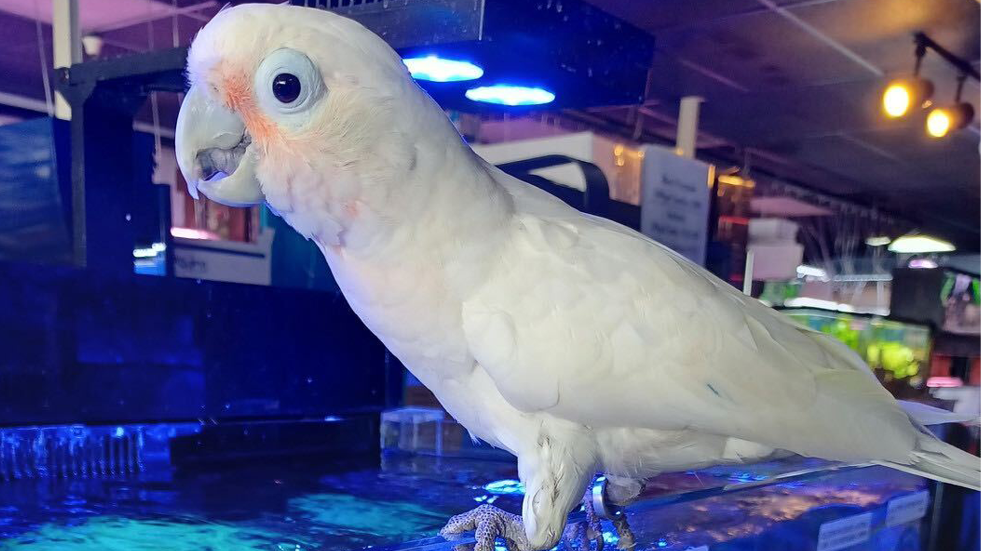 simon the goffin cockatoo.png