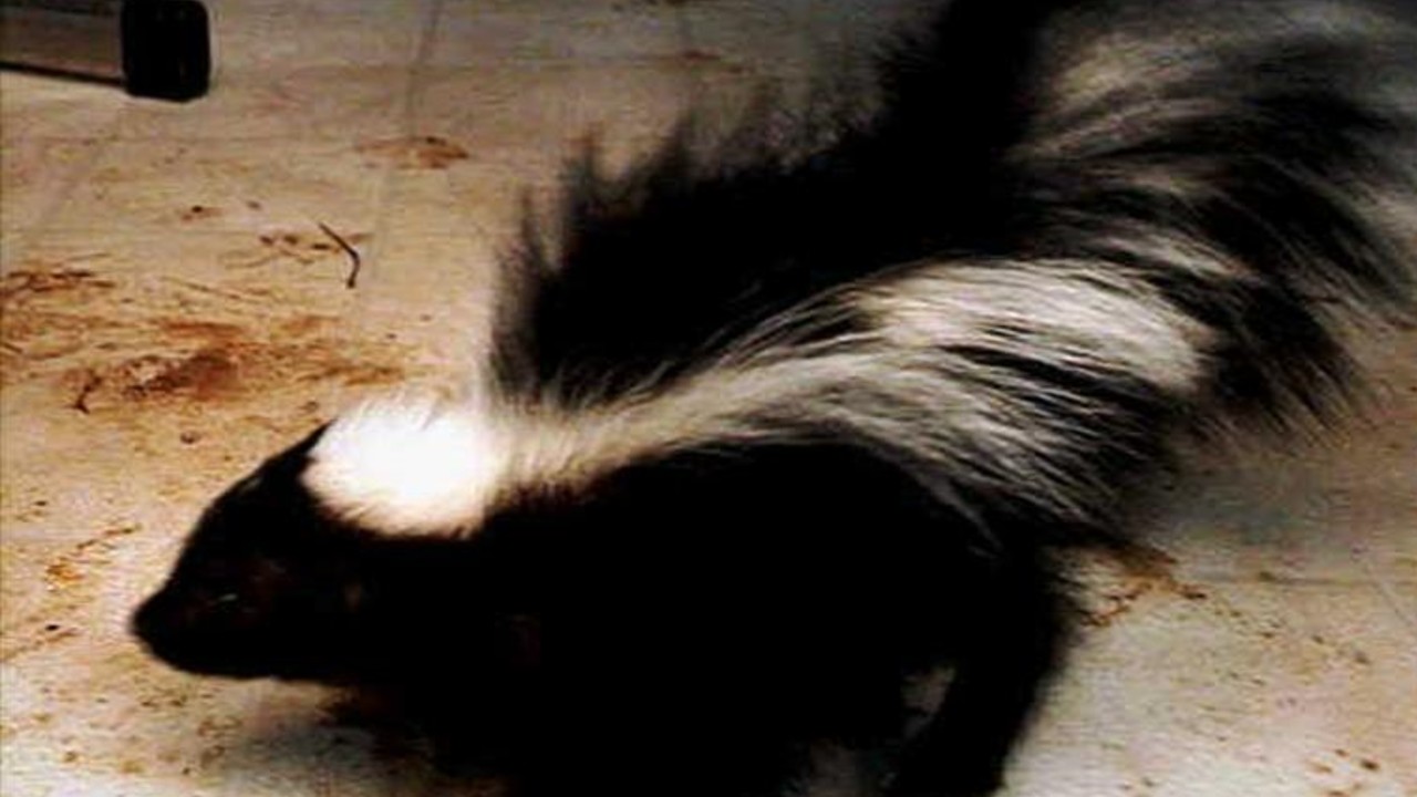 skunk.jpg