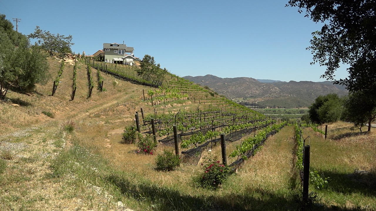 highland valley vineyards.jpg