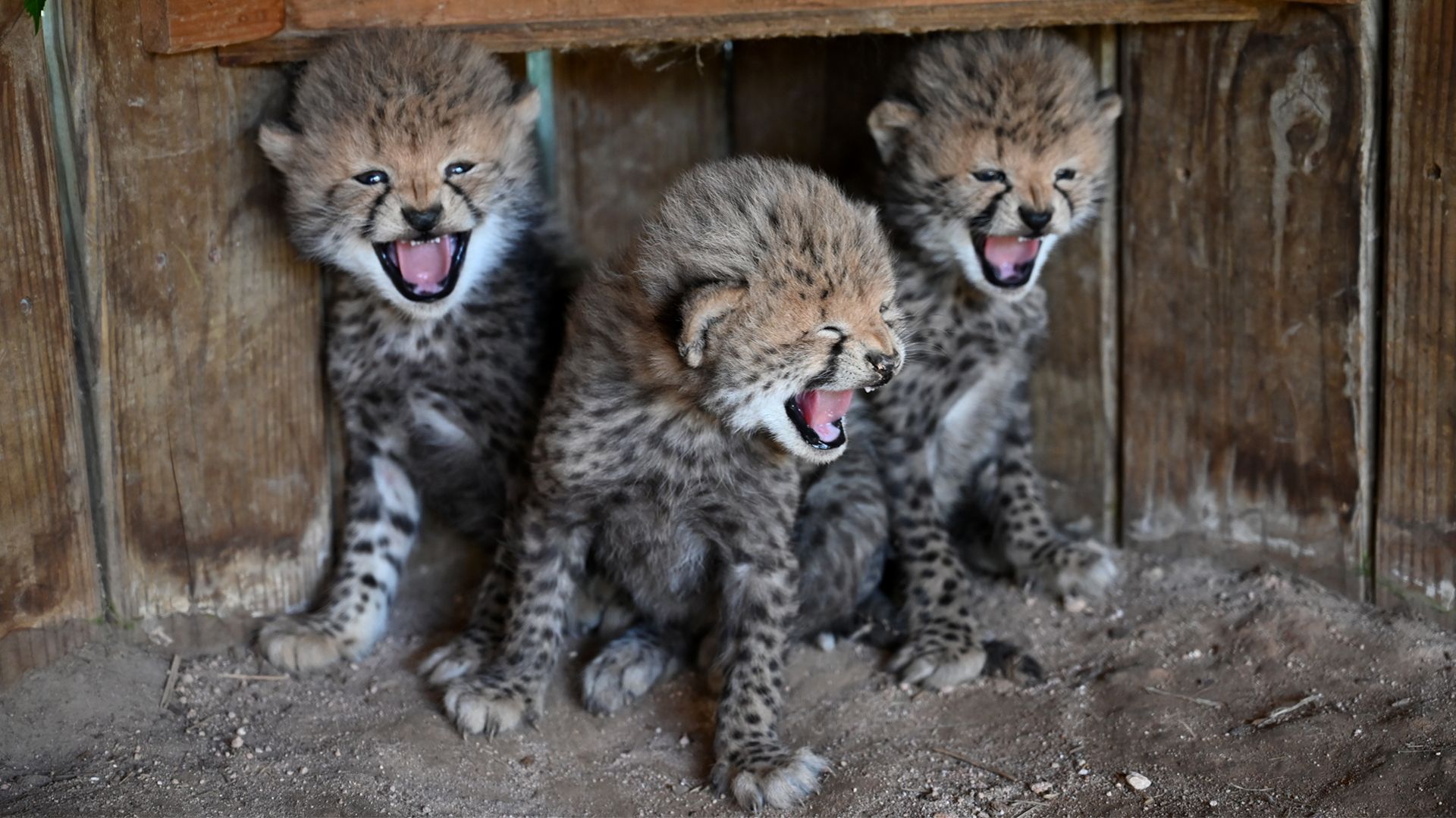 Metro Richmond Zoo Valias Cheetahs.jpeg