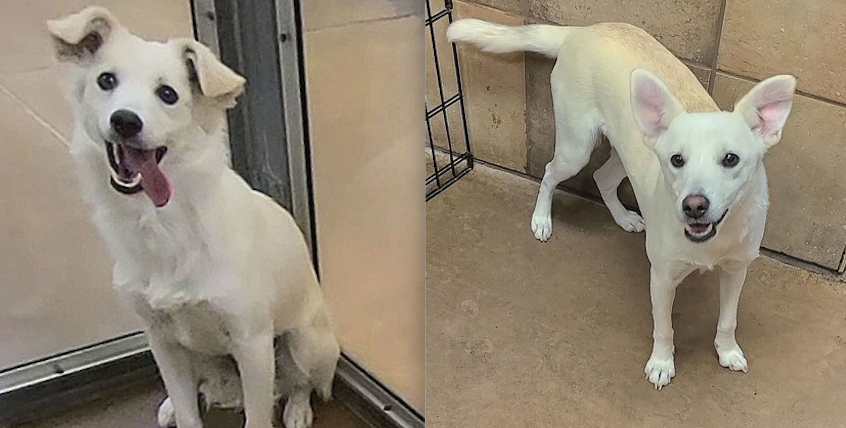 bessie and tessie.png