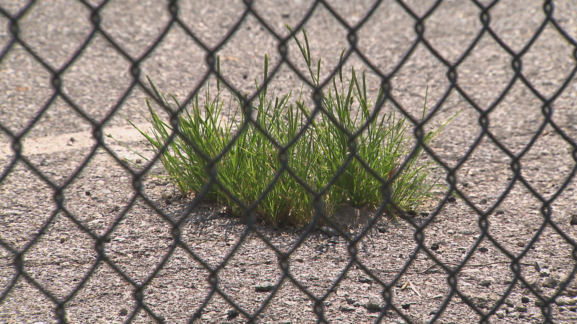 Grass in a parking lot 