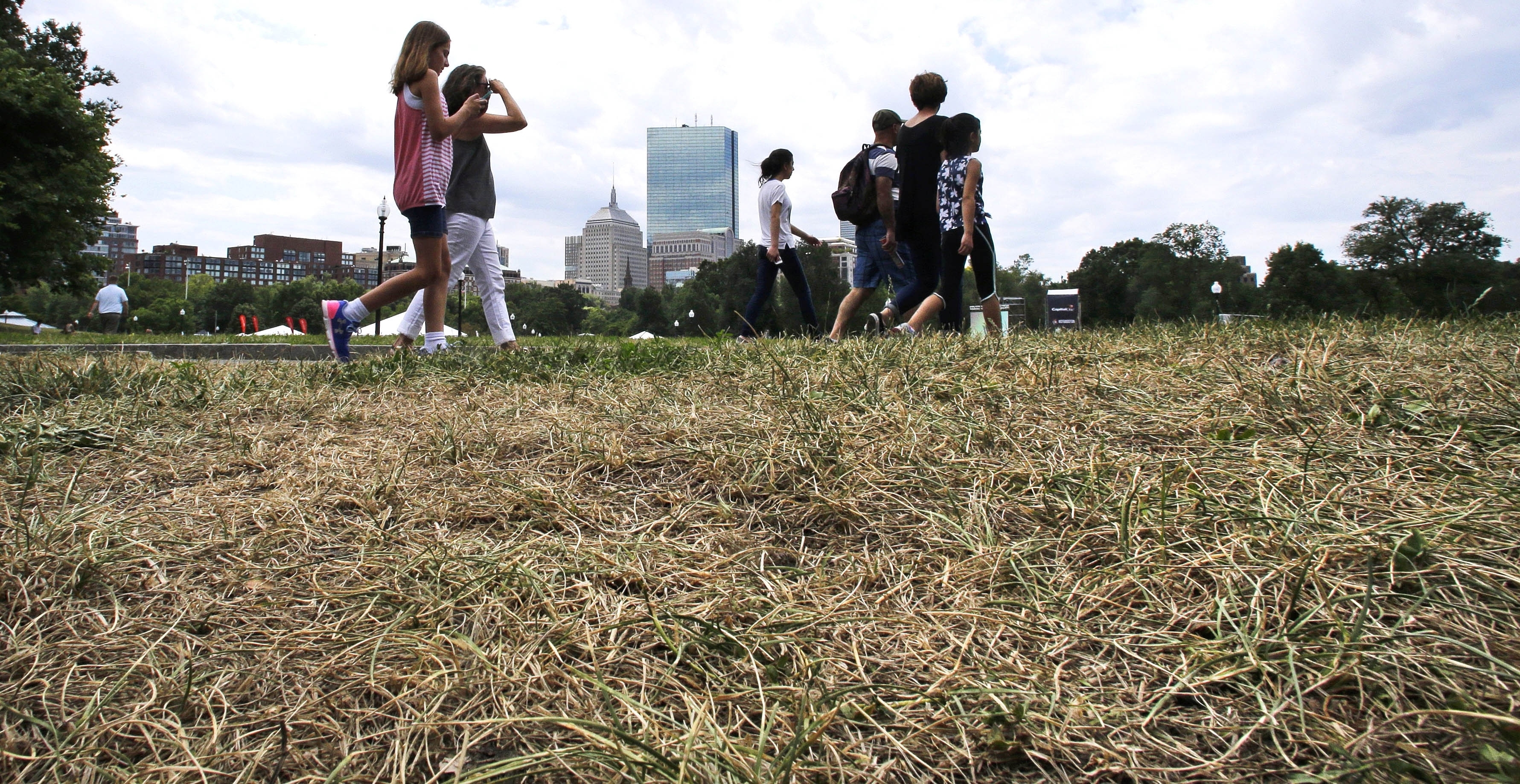 Dry Grass