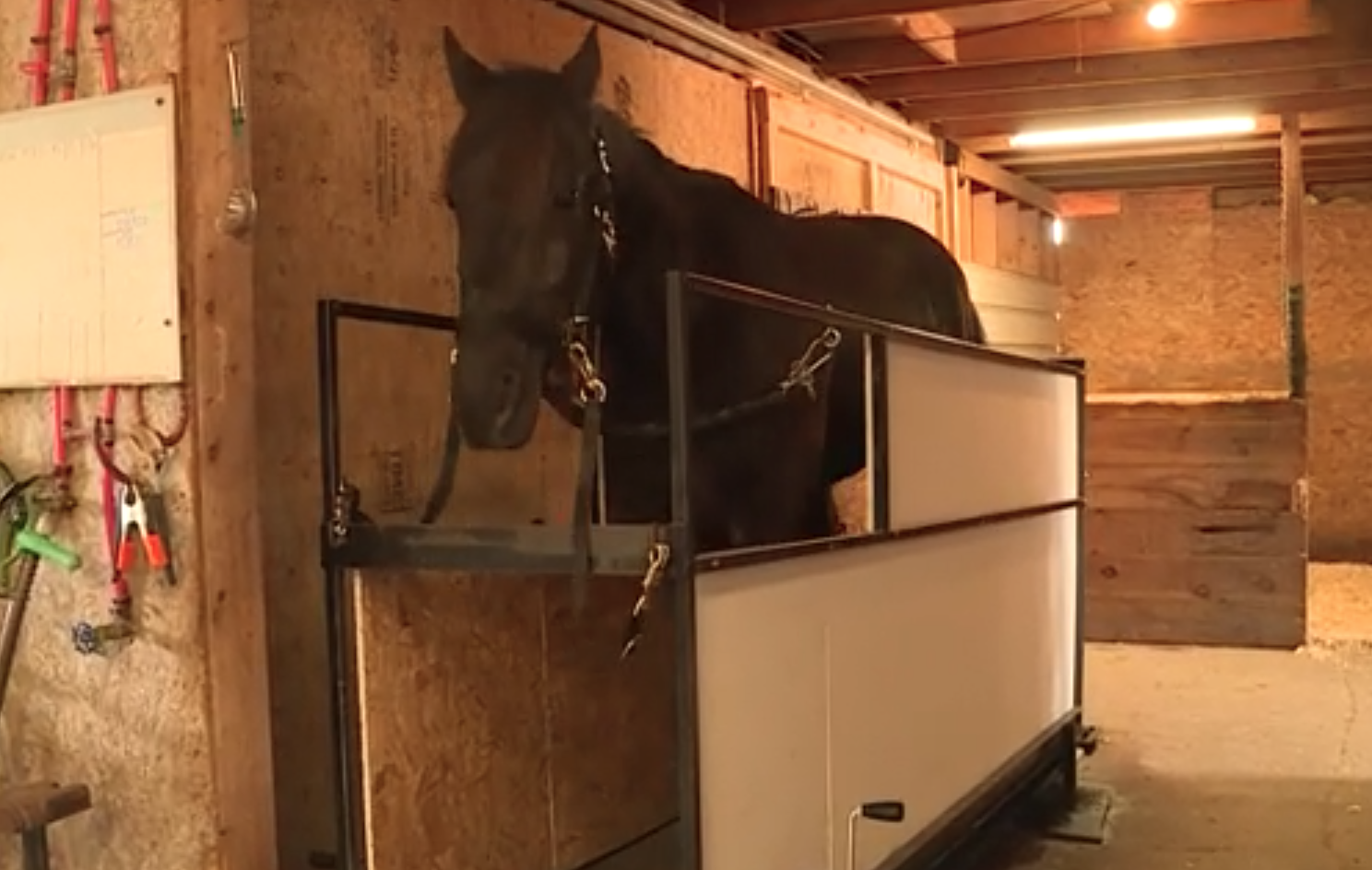 horse on treadmill.png
