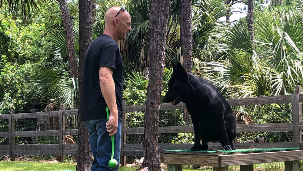 wptv-service-dog.jpg
