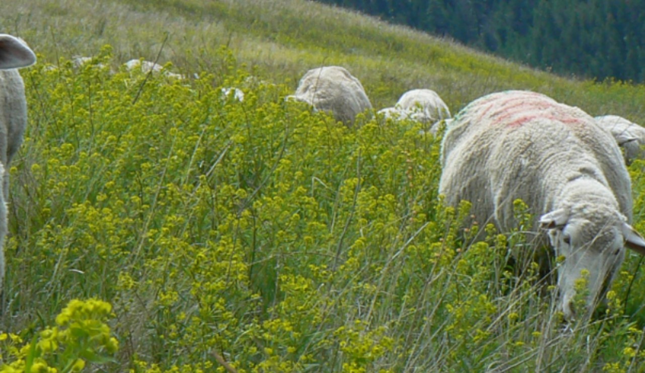 Missoula Sheep