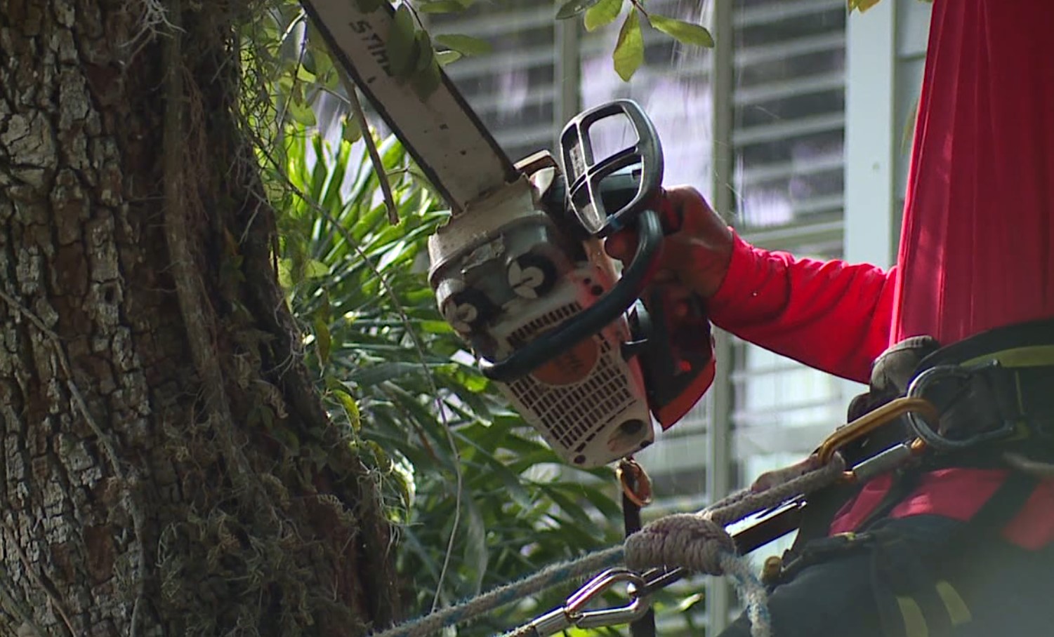 Chainsaw being used on a tree