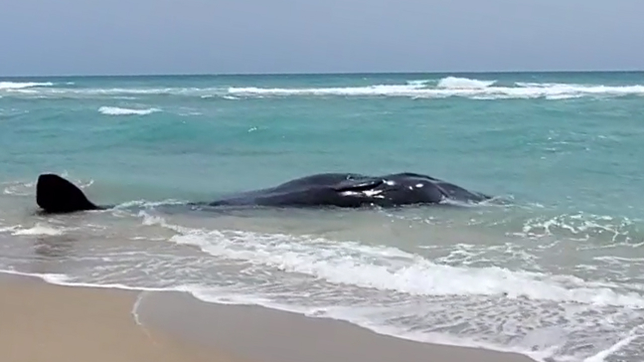 Sperm whale stranded on the beach at Hutchinson Island - Saturday, April 24, 2021