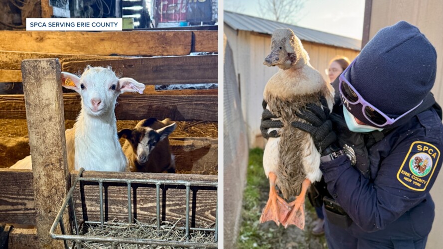 SPCA BRANT.jpeg