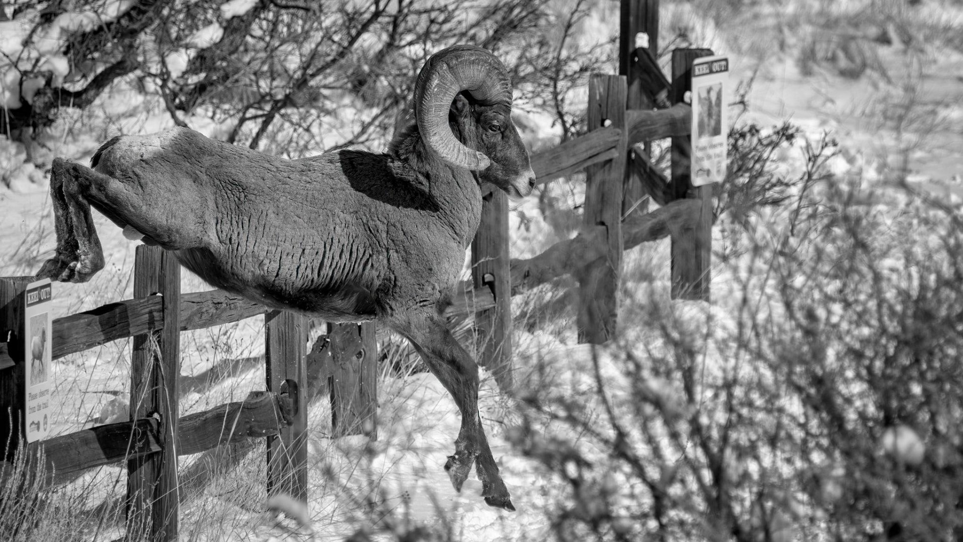 Bighorn Sheep