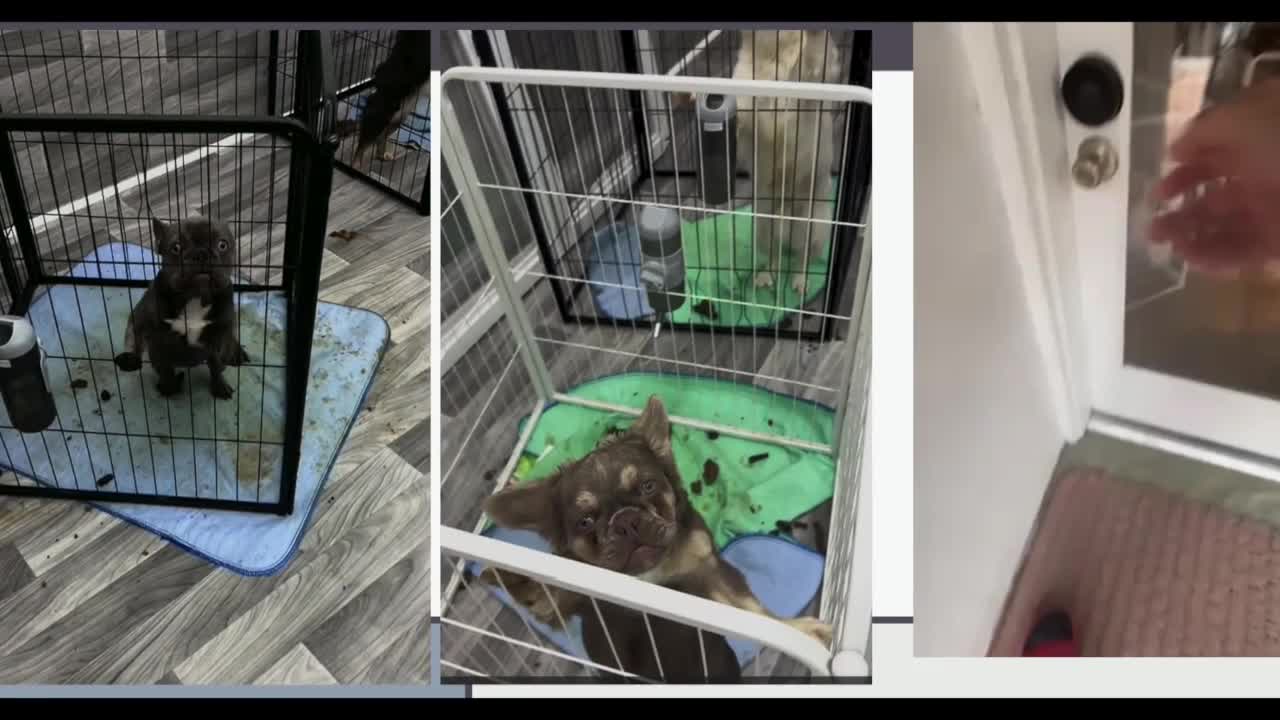 Fort Pierce Bulldogs Neglected