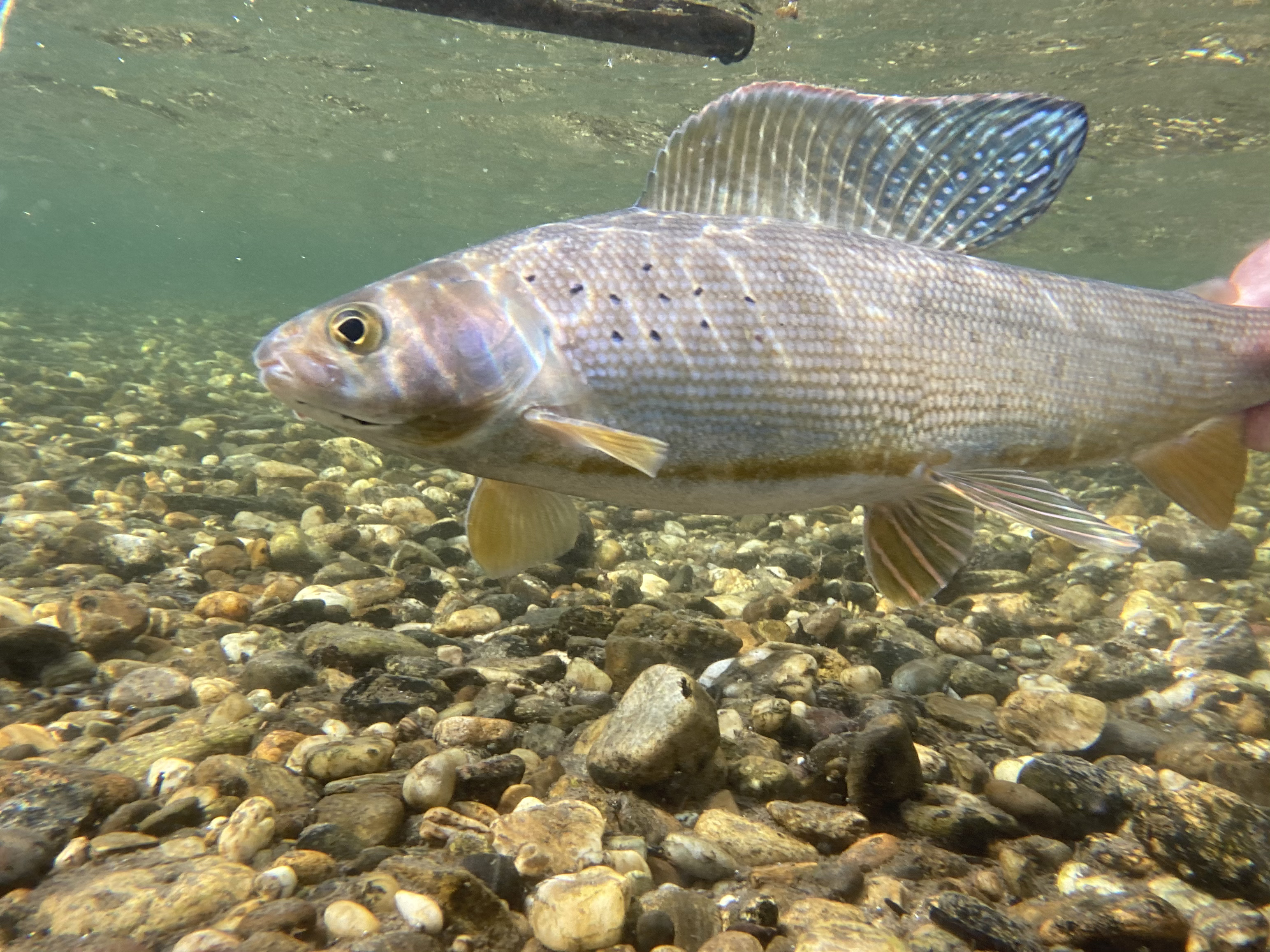 The Arctic grayling disappeared from Michigan waters decades ago. Researchers want to bring it back. - Vimarsana News
