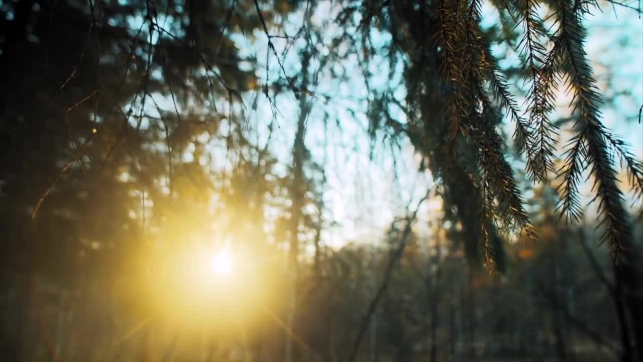 Outdoor Calling Forest