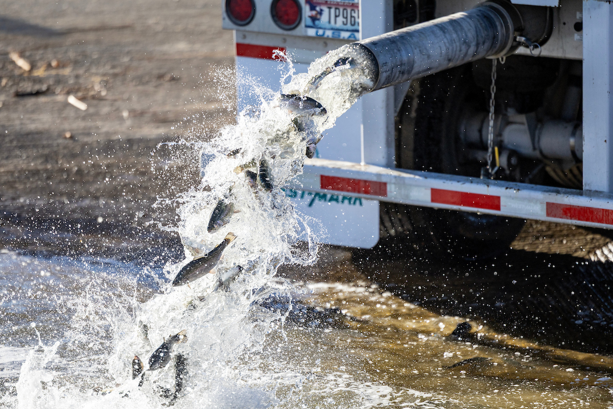Trout Release idaho power.JPG