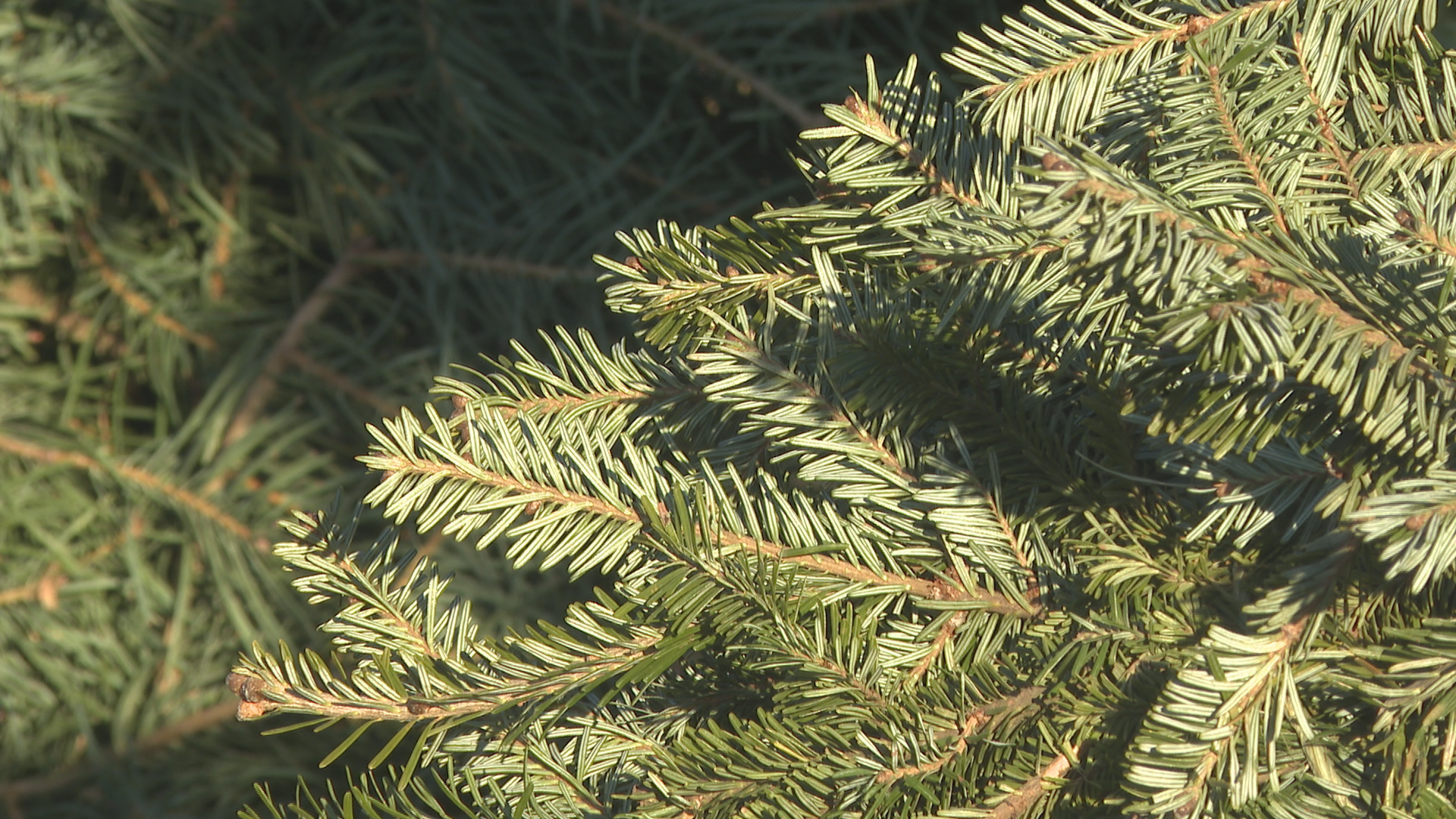Jolly Christmas Tree Farms 