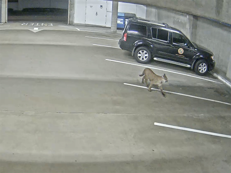 oceanside_mountain_lion_opd3_030724.jpg