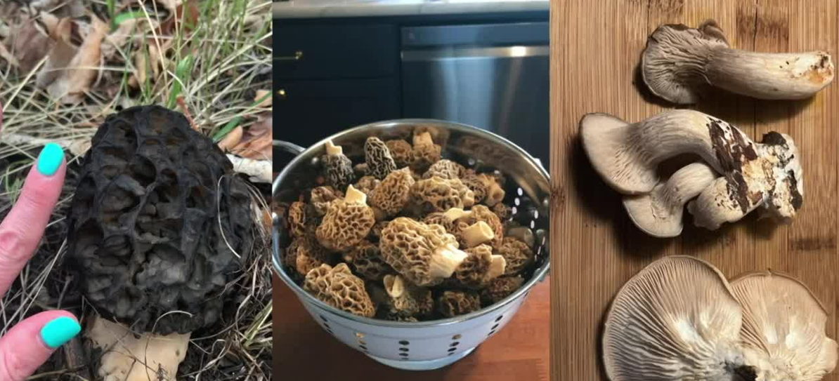 mushroom.png