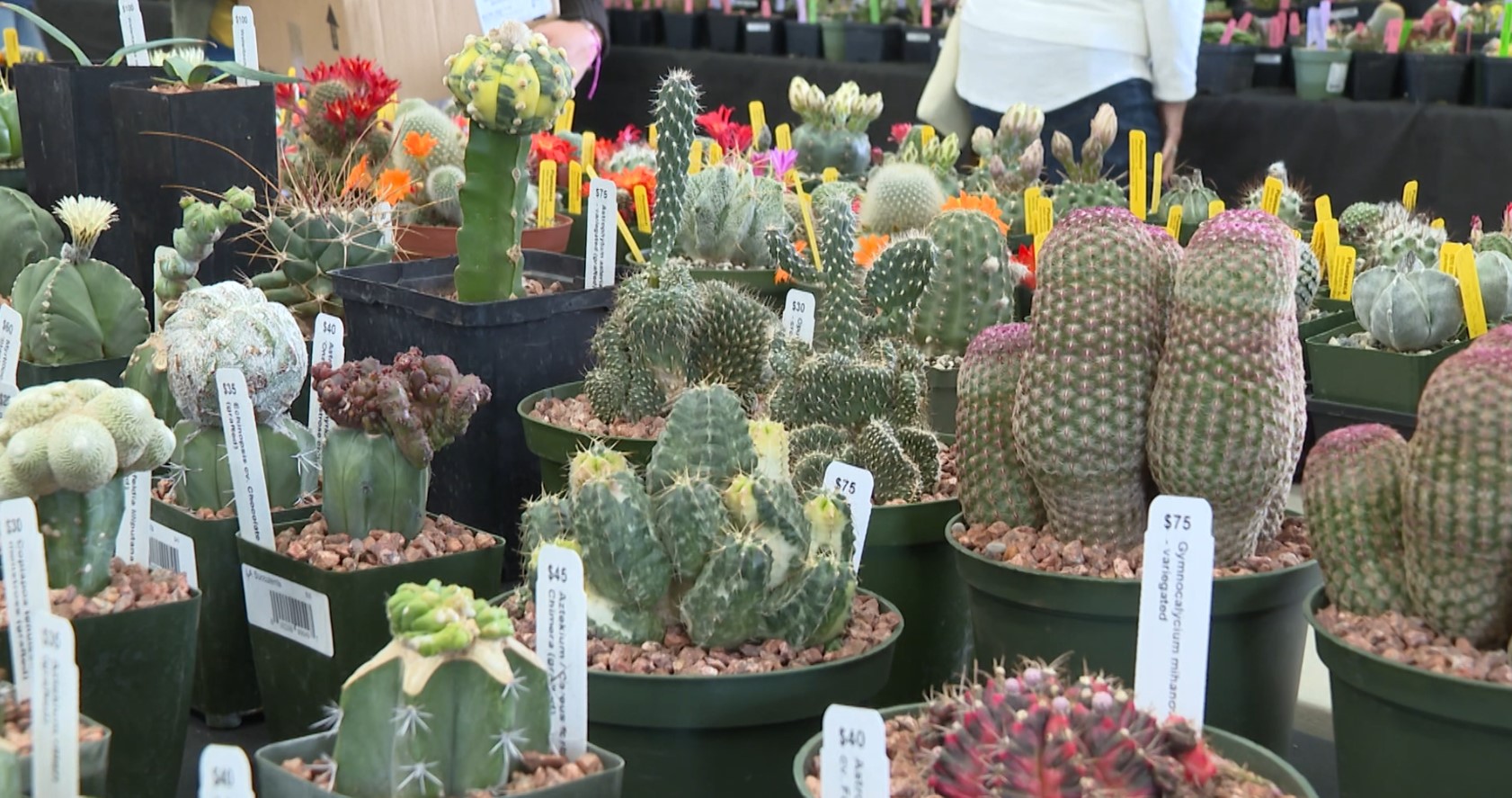 cacti pic.jpg