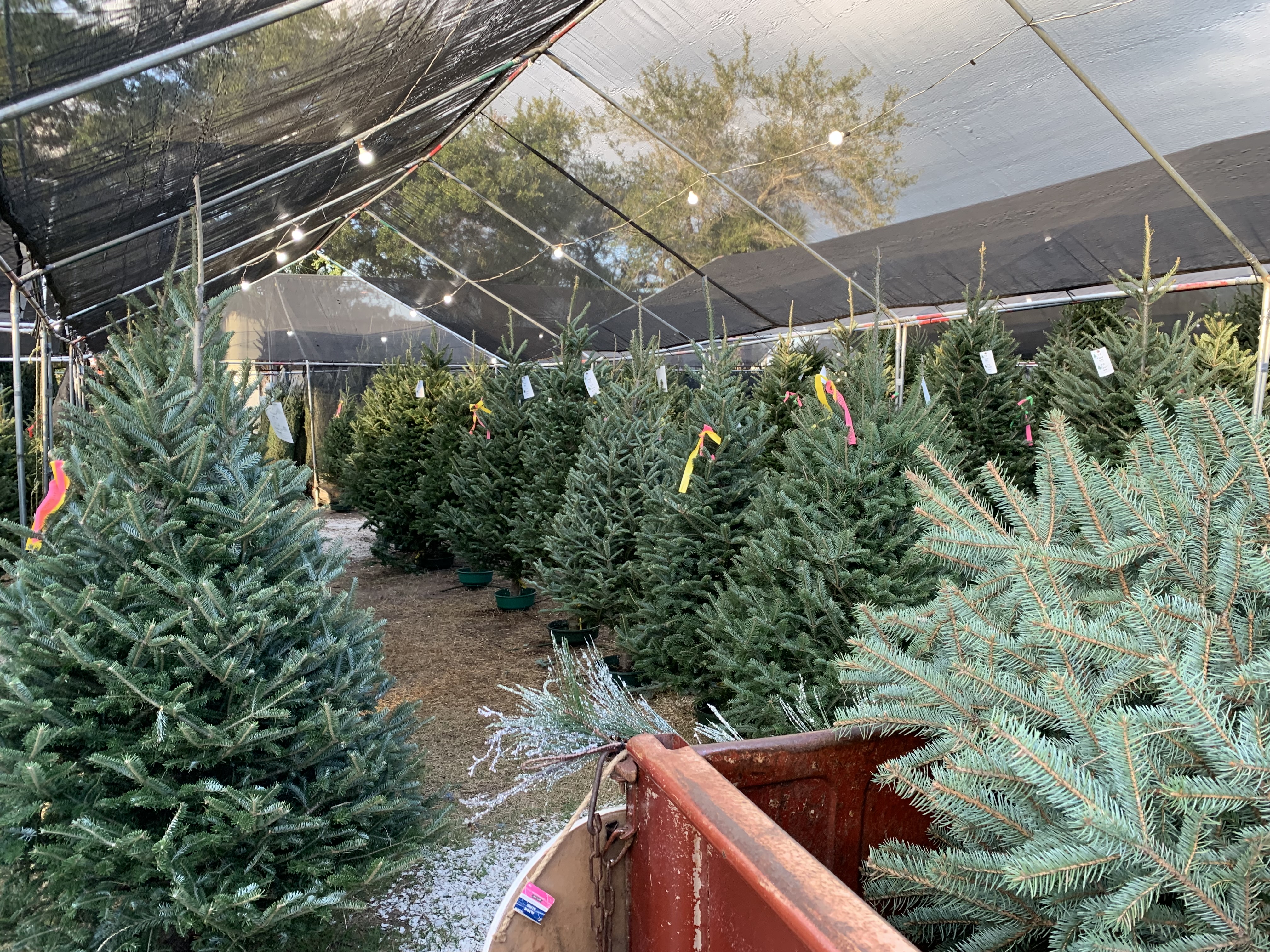 Christmas tree supply shortage, high demand