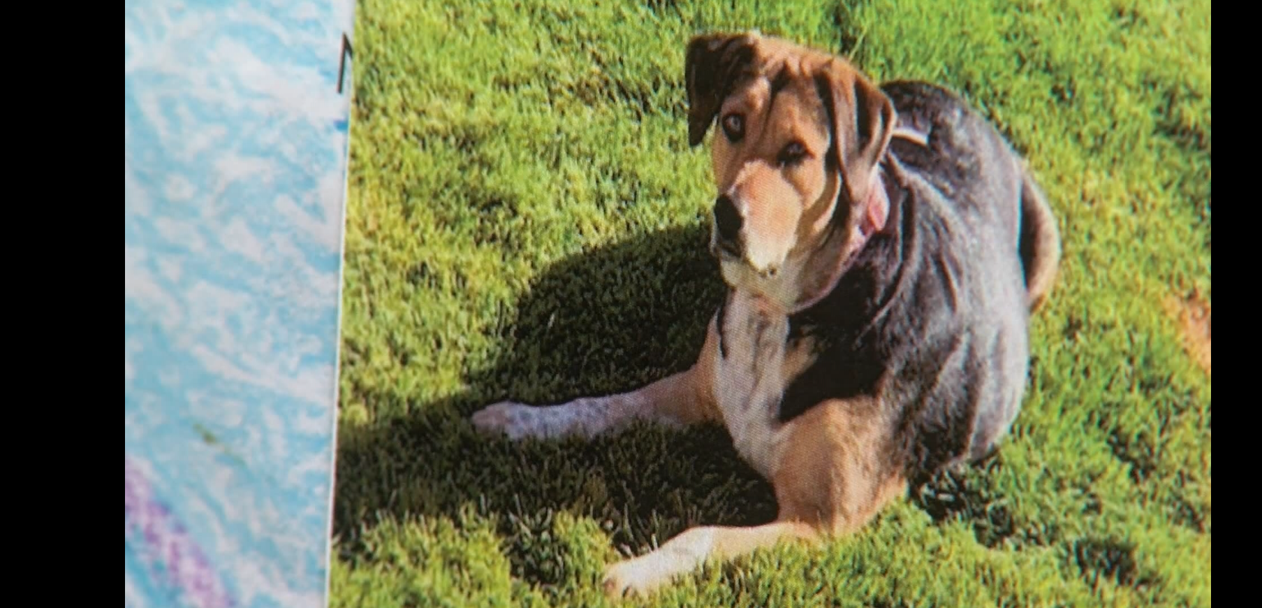 paws n hooves dog ads elementary