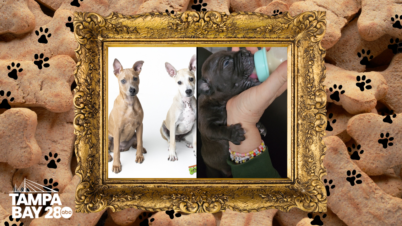 Tampa Bay 28 - Rescues in Action (4).png