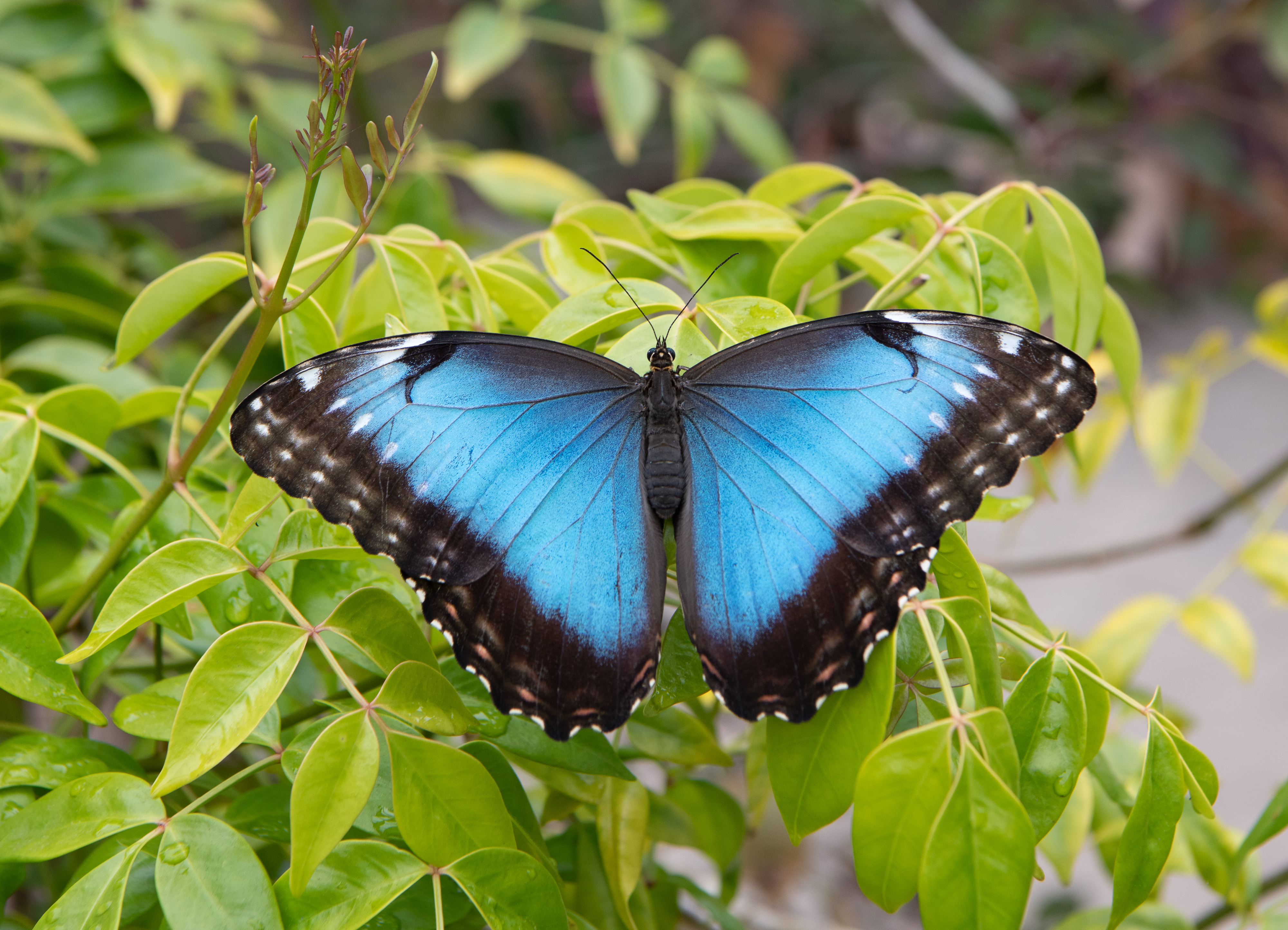 butterflies Blue Morpho (Morpho peleides) 5-23-22.jpg
