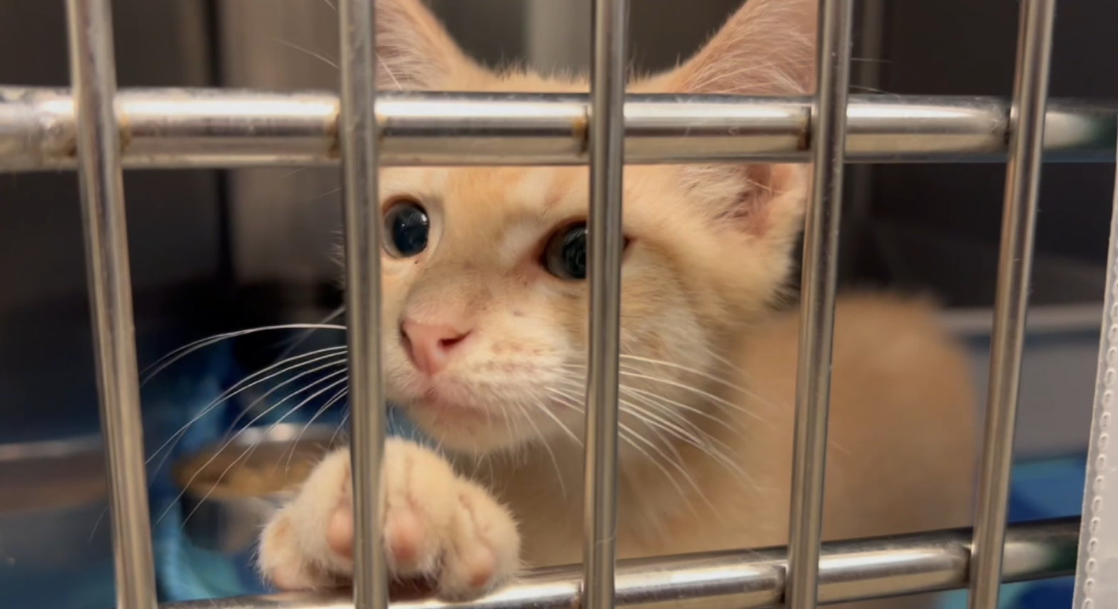 Bryan Animal Center offering free adoptions for entire month of August