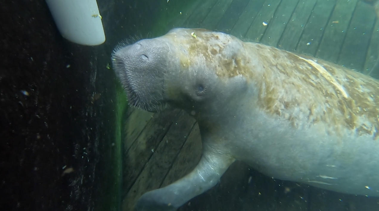 manatee-clearwater marine aquarium (1).png